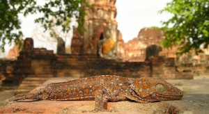 Reisevorbereitung Thailand Titel Travel Preparation