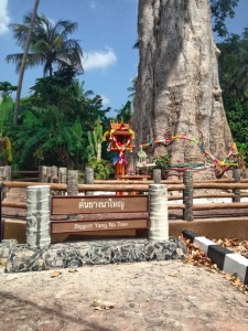 BigTree KohPhangan2