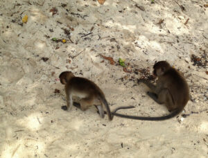 Poda Island Monkeys