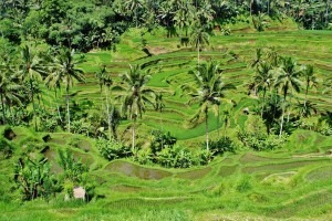 Reisefelder Indonesien Bali