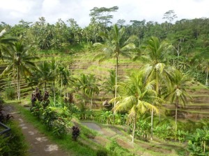 Reisterrassen Tegalalang Indonesien Bali