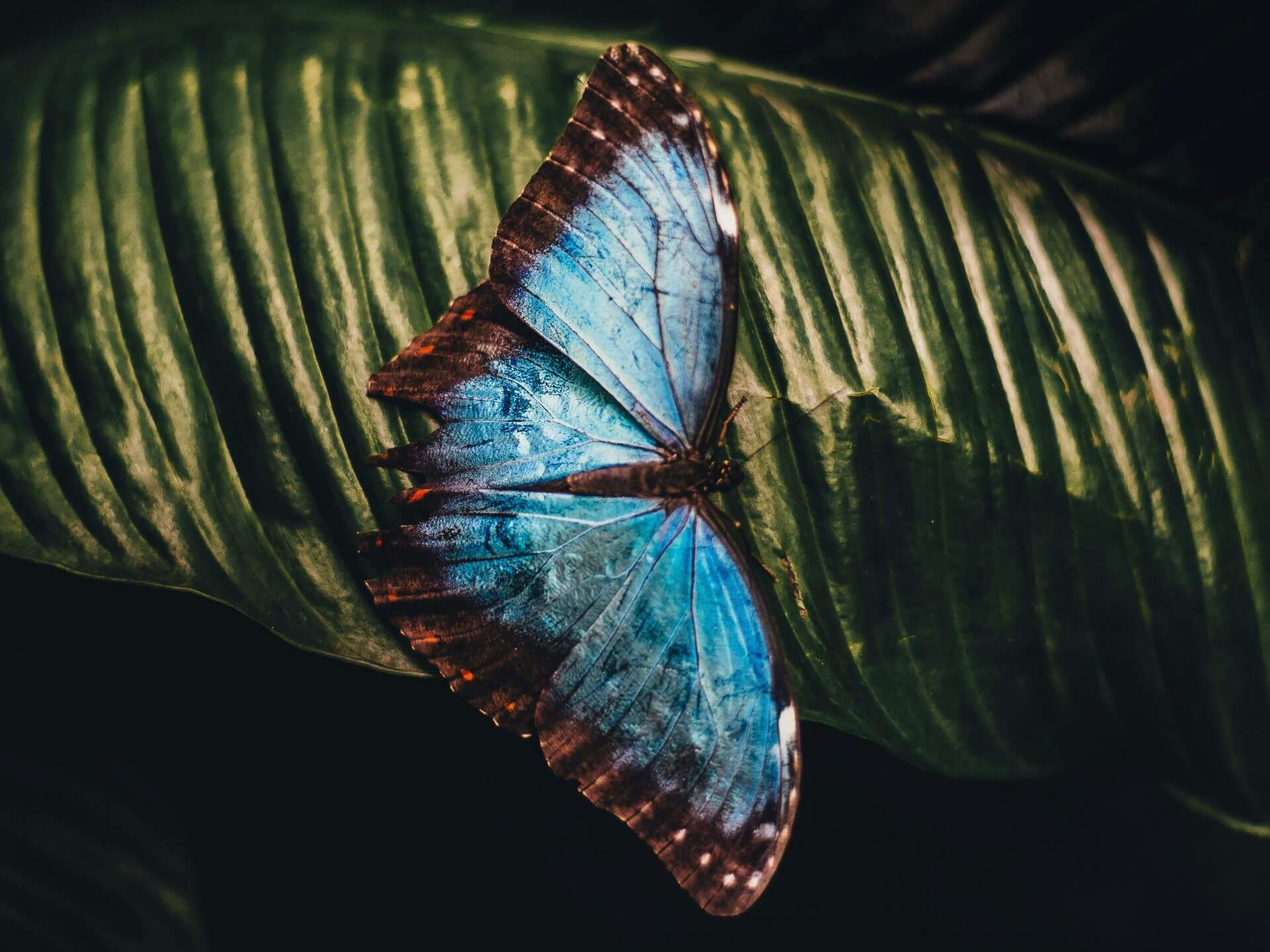 Butterfly Farm Thailand Butterfly Farm Thailand