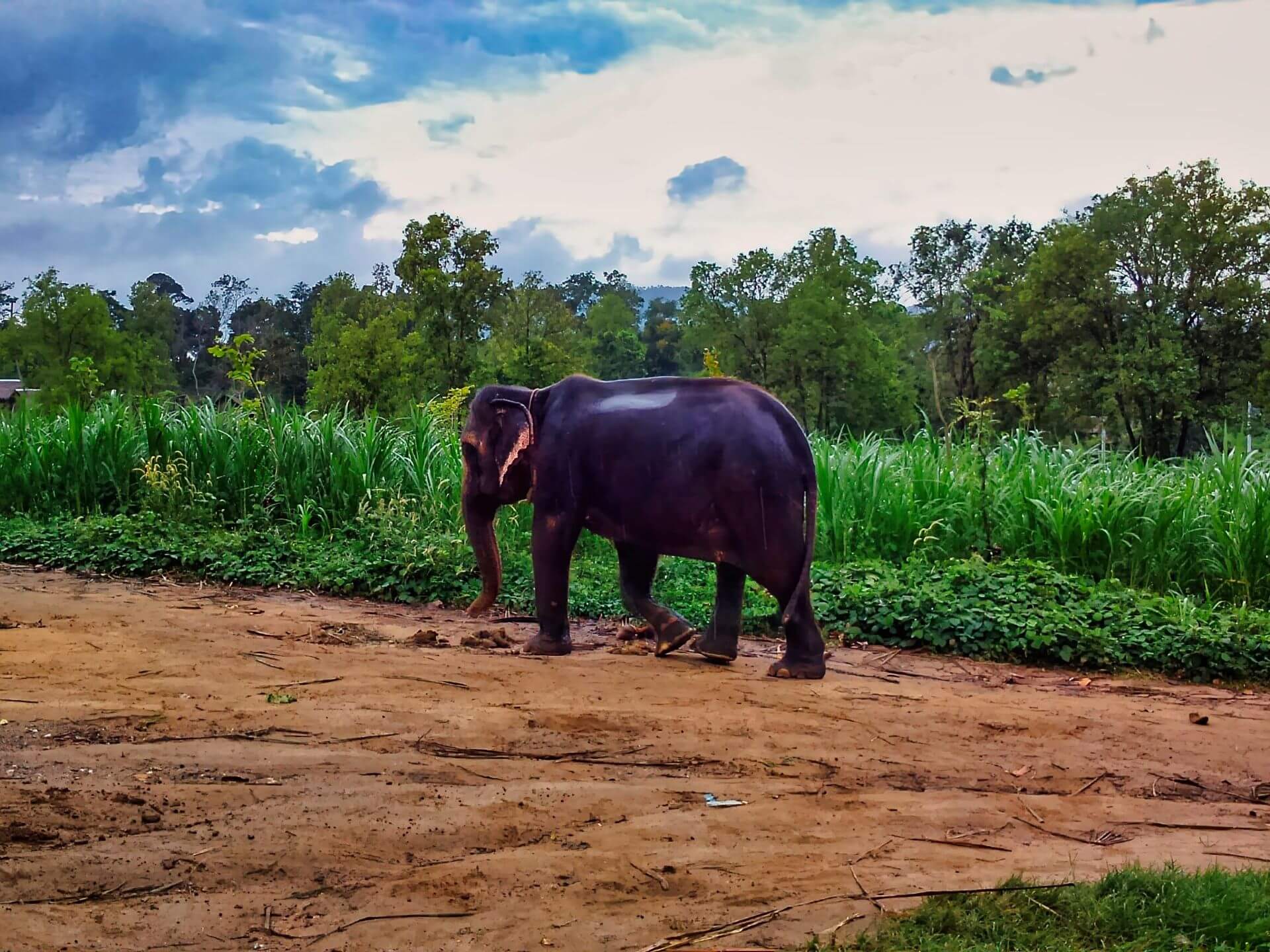 Elephant Farm Koh Samui