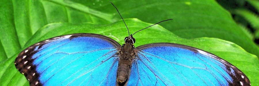 Schmetterlingsgarten Koh Samui Thailand Sehenswürdigkeiten