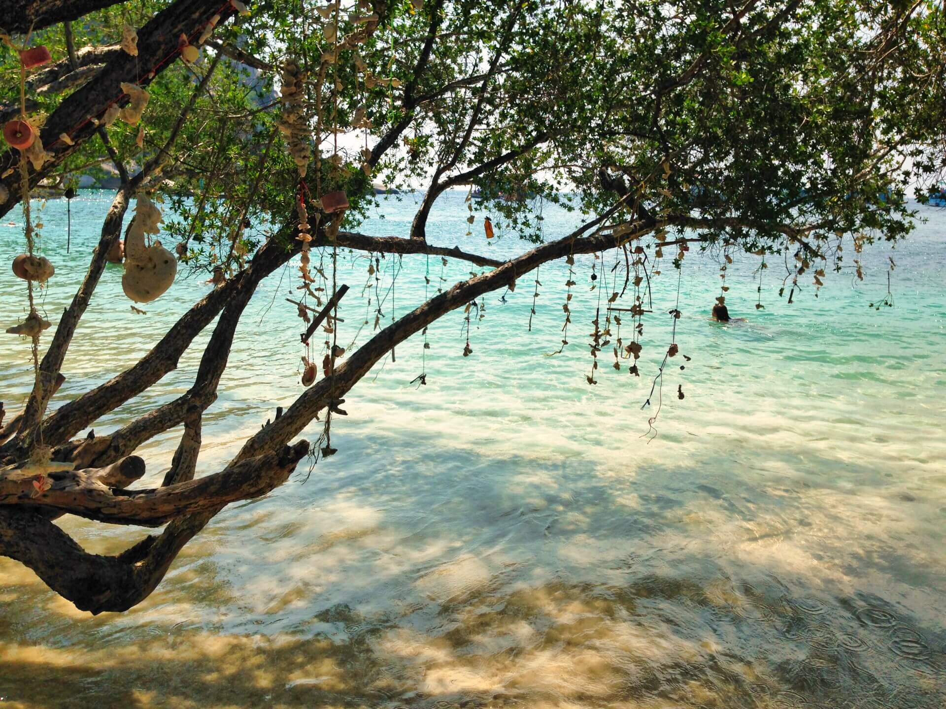 Büsche am Freedom Beach Koh Tao