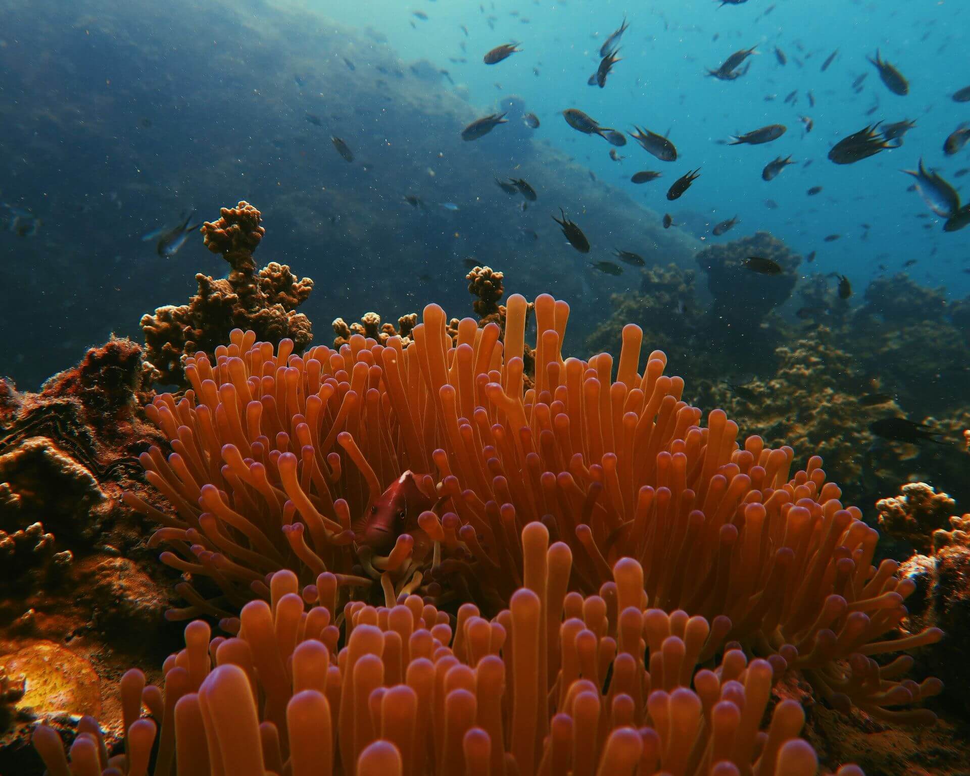 Koh Tao Unterwasserwelt