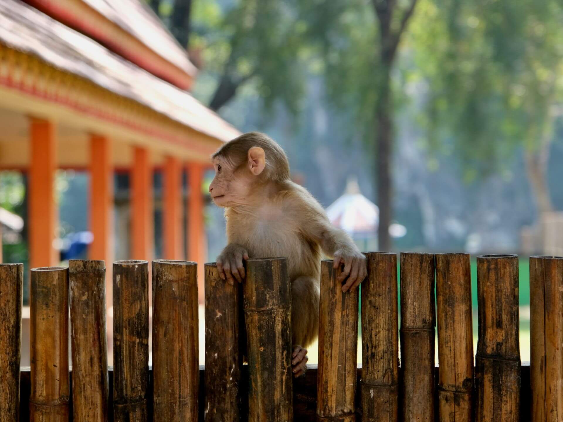 Affe in Thailand