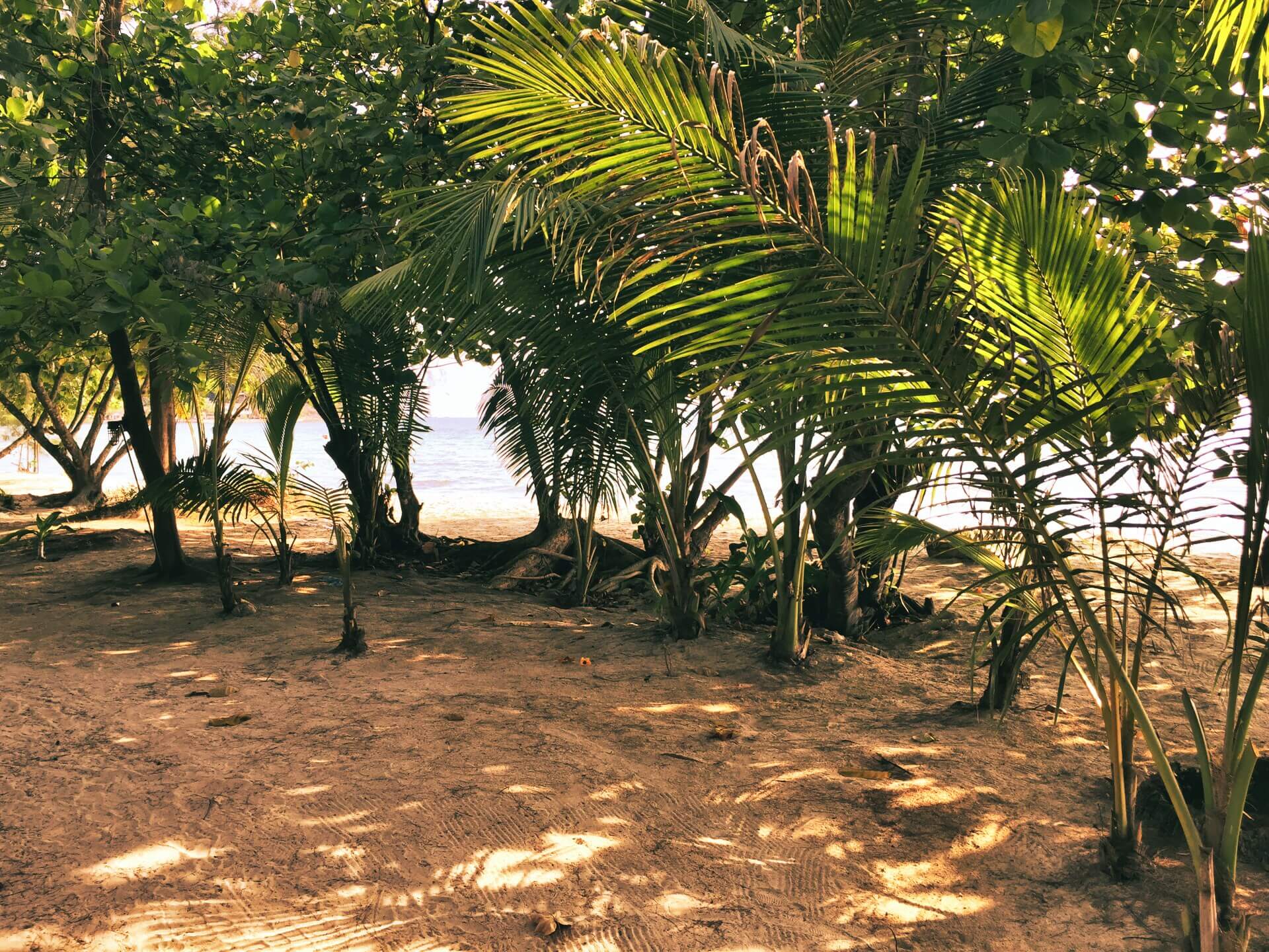 Klong Prao Beach Koh Chang Dschungel