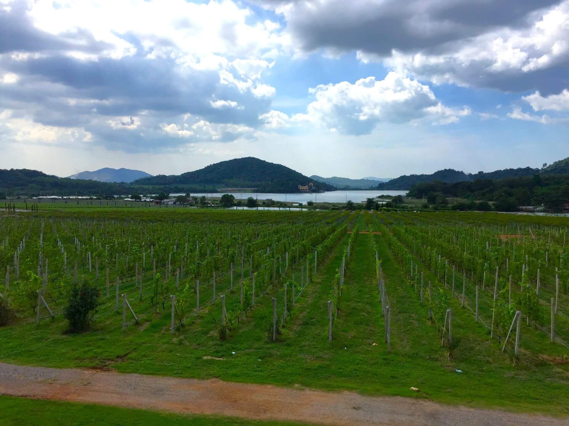 Weinreben Pattaya Silverlake Vineyard