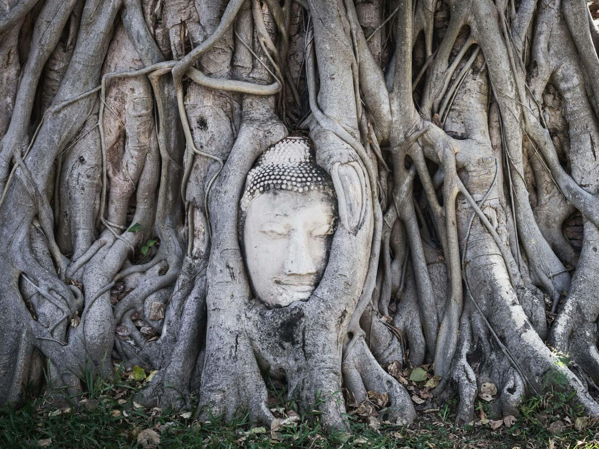 Buddha Kopf Wat Mahathat Ayutthaya Buddha Kopf Wat Mahathat Ayutthaya
