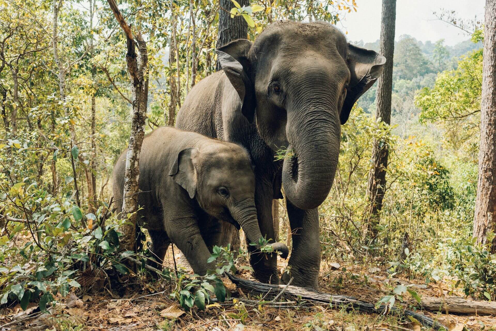 Following Giants Ethical Elephant Sanctuary Koh Lanta Following Giants Ethical Elephant Sanctuary Koh Lanta